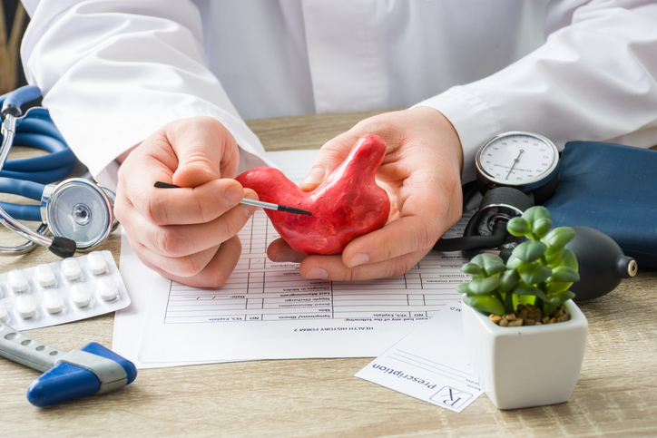 A physician is showing a patient how the stomach works using a model they are holding in their hands.